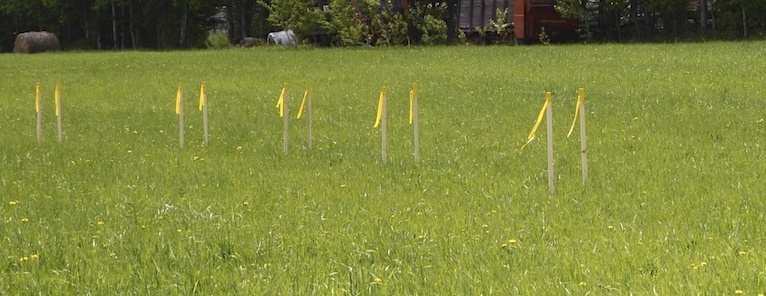 YellowFlagsLL960x297